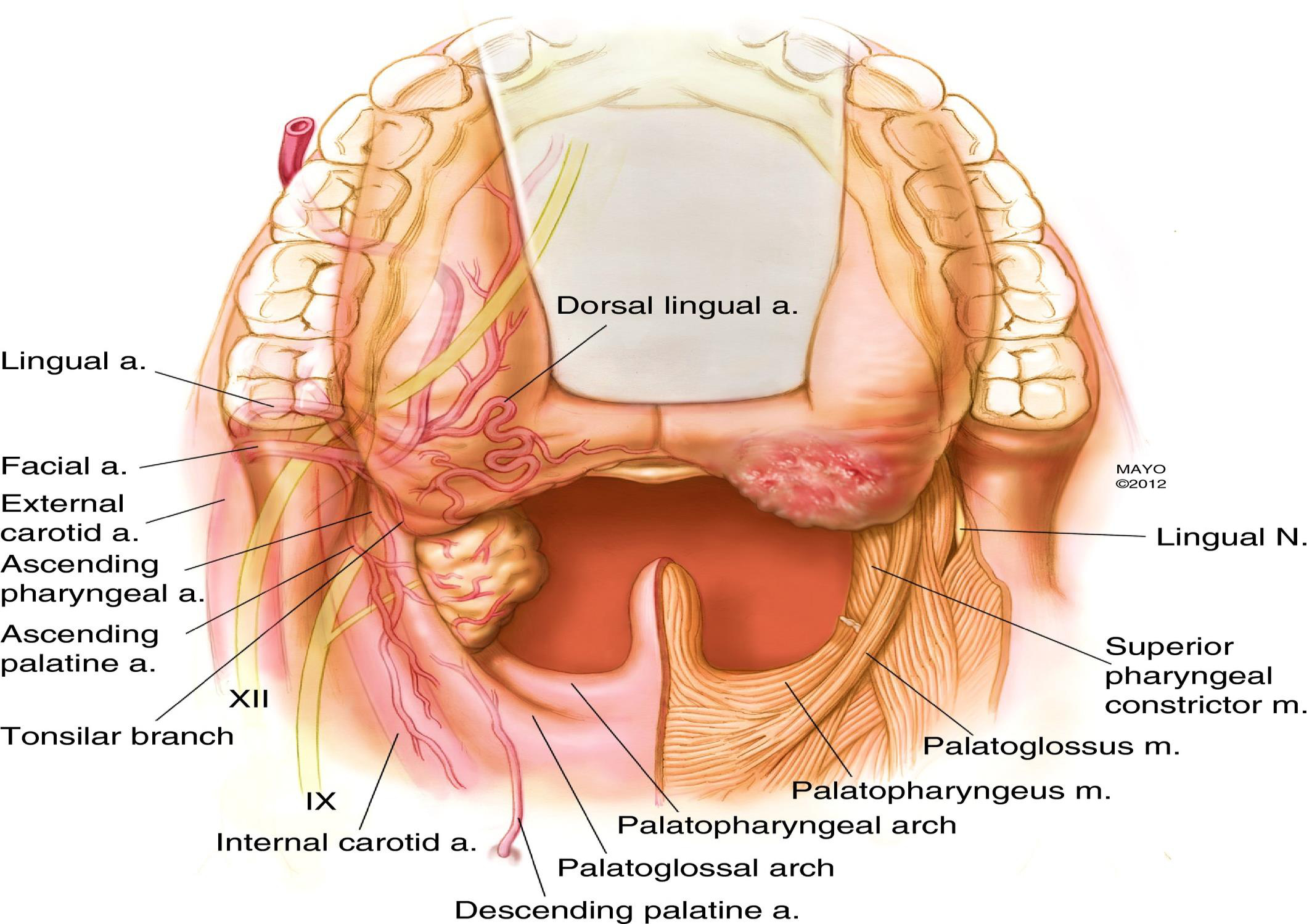 Anatomie oro-faringe