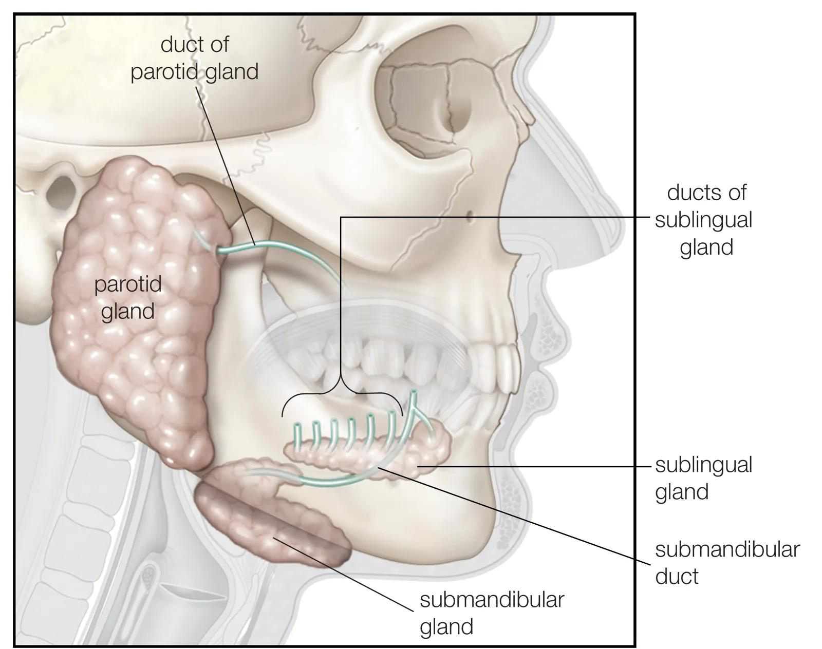 Anatomia glandelor salivare majore