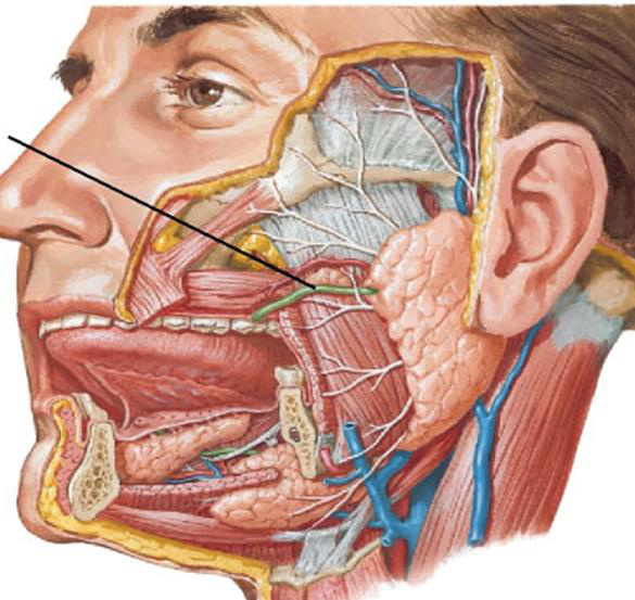 Raporturi anatomice parotidă și duct Stenon